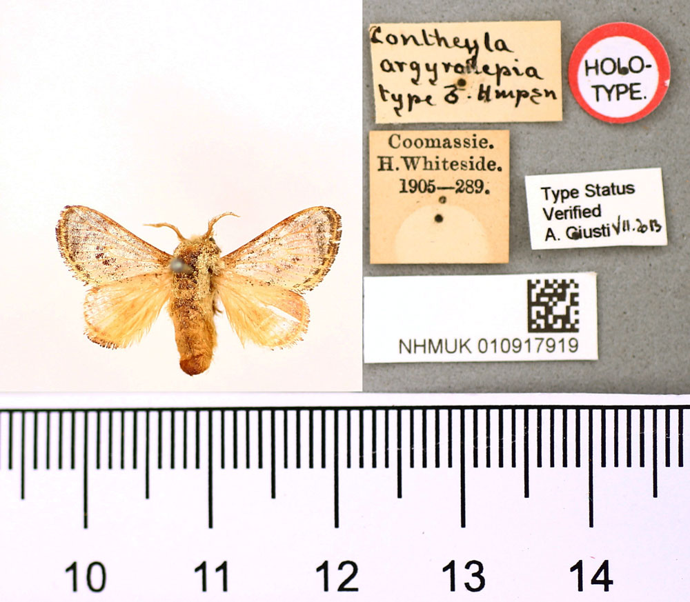 /filer/webapps/moths/media/images/A/argyrolepia_Cocheyla_HT_BMNH.jpg