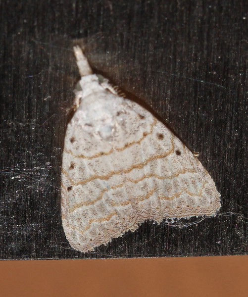 /filer/webapps/moths/media/images/A/argyrolepis_Meganola_A_Roland_17.jpg