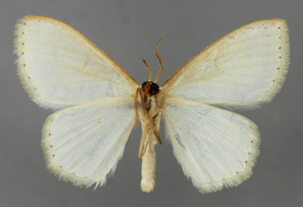 /filer/webapps/moths/media/images/A/argyroleuca_Scopula_A_ZSM_02.jpg
