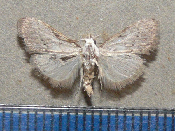 /filer/webapps/moths/media/images/A/argyromorpha_Meganola_A_Goff_01.jpg