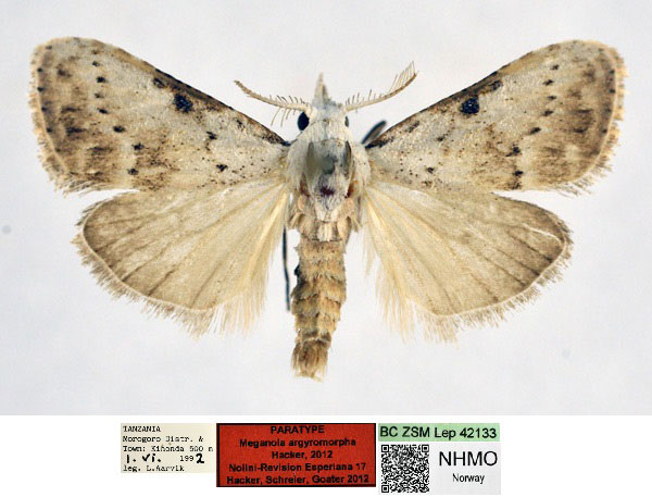 /filer/webapps/moths/media/images/A/argyromorpha_Meganola_PT_NHMO_01_fxo1Jdq.jpg