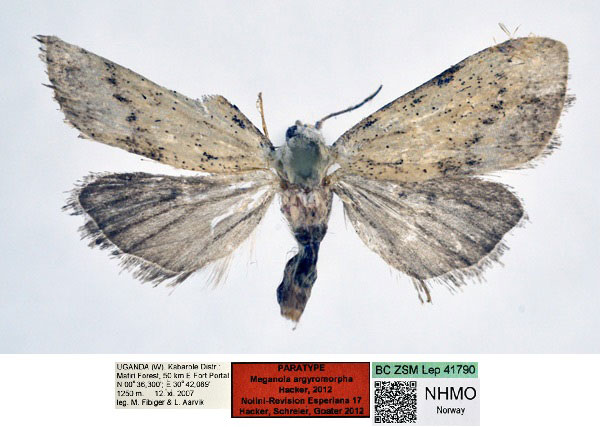 /filer/webapps/moths/media/images/A/argyromorpha_Meganola_PT_NHMO_02_mHyJFCo.jpg