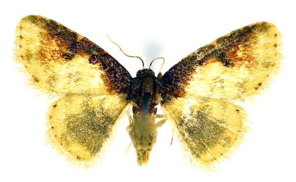 /filer/webapps/moths/media/images/A/argyropasta_Lophocytarra_A_NHMO.jpg