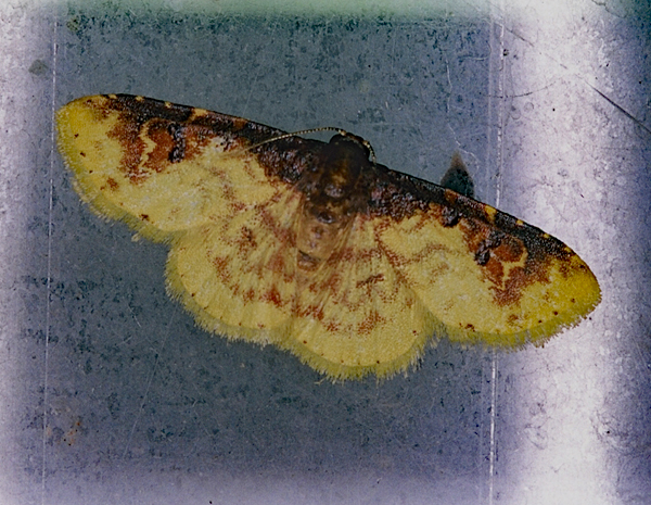 /filer/webapps/moths/media/images/A/argyropasta_Syngatha_A_Roland_01.jpg