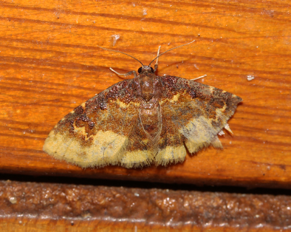 /filer/webapps/moths/media/images/A/argyropasta_Syngatha_A_Roland_19.jpg
