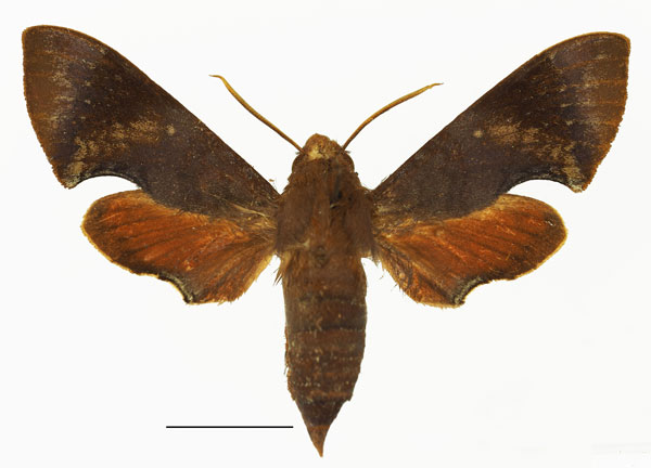 /filer/webapps/moths/media/images/A/argyropeza_Temnora_AF_Basquin.jpg