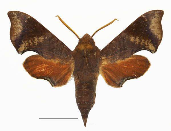 /filer/webapps/moths/media/images/A/argyropeza_Temnora_AM_Basquin_01a.jpg