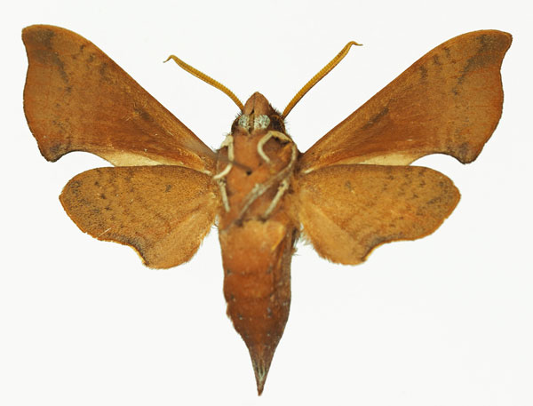 /filer/webapps/moths/media/images/A/argyropeza_Temnora_AM_Basquin_01b.jpg