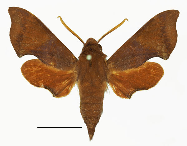 /filer/webapps/moths/media/images/A/argyropeza_Temnora_AM_Basquin_02.jpg