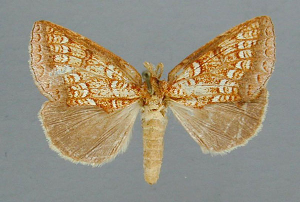 /filer/webapps/moths/media/images/A/argyrophora_Baliopteryx_AF_RMCA.jpg