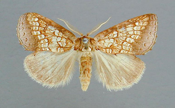 /filer/webapps/moths/media/images/A/argyrophora_Baliopteryx_AM_RMCA.jpg
