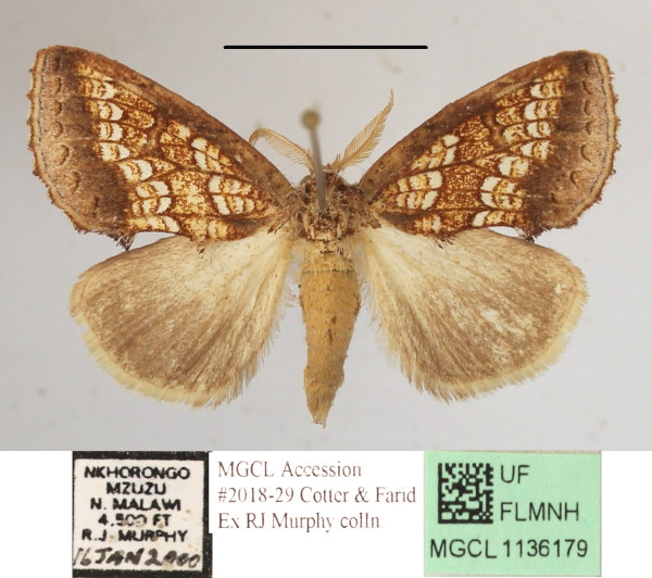 /filer/webapps/moths/media/images/A/argyrophora_Baliopteryx_A_MGCLa_01.JPG
