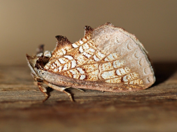 /filer/webapps/moths/media/images/A/argyrophora_Baliopteryx_A_Voaden.JPG