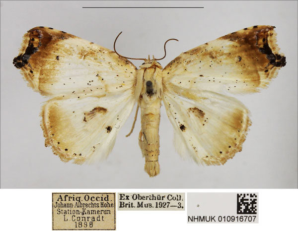 /filer/webapps/moths/media/images/A/argyrophora_Lophocryptis_AM_NHMUK.jpg