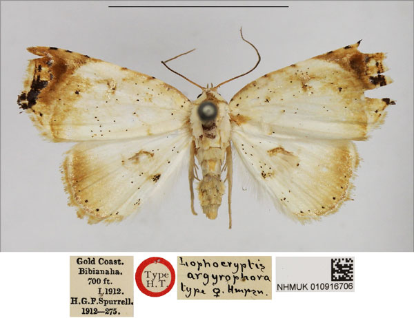 /filer/webapps/moths/media/images/A/argyrophora_Lophocryptis_HT_NHMUK.jpg