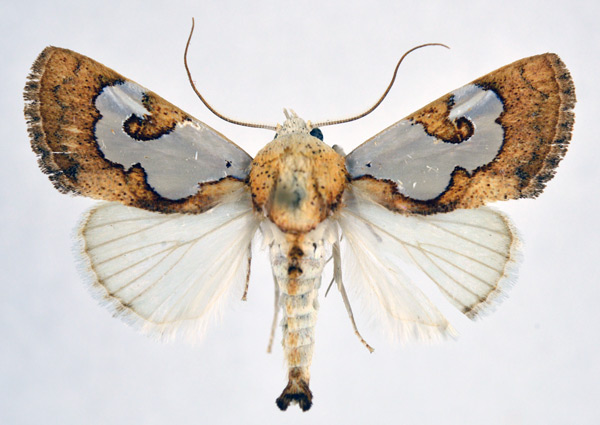 /filer/webapps/moths/media/images/A/argyroplaga_Westermannia_AM_NHMO.jpg