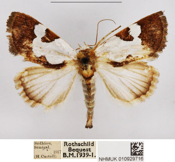 /filer/webapps/moths/media/images/A/argyroplaga_Westermannia_AM_NHMUK.jpg