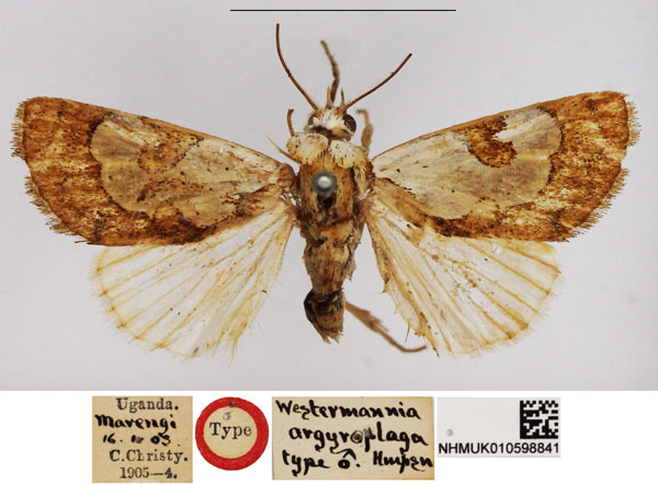 /filer/webapps/moths/media/images/A/argyroplaga_Westermannia_HT_NHMUK.jpg