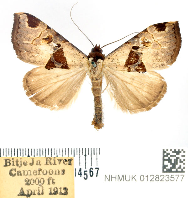 /filer/webapps/moths/media/images/A/argyrosema_Marcipa_AF_BMNH.jpg