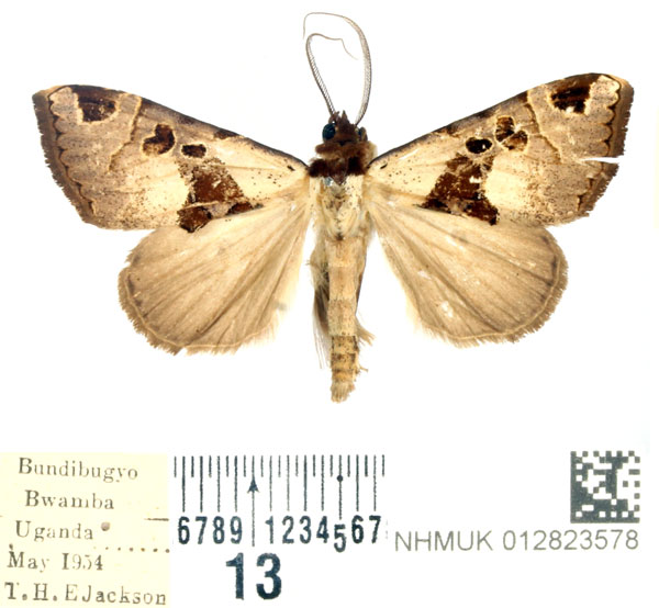 /filer/webapps/moths/media/images/A/argyrosema_Marcipa_AM_BMNH.jpg