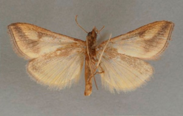 /filer/webapps/moths/media/images/A/argyrostacta_Loxostege_PT_OUMNHb_02.jpg