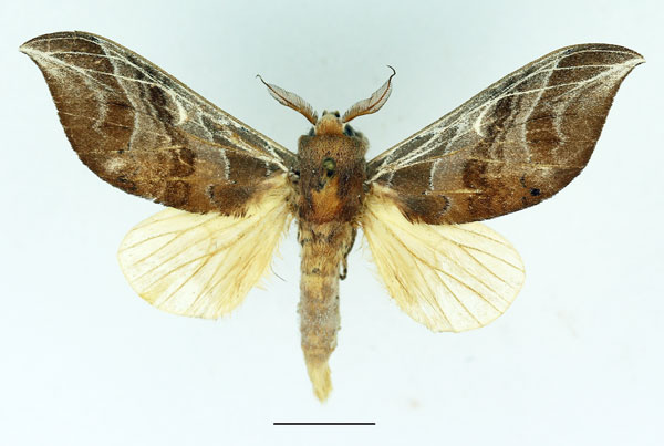 /filer/webapps/moths/media/images/A/argyrosticta_Brachychira_AM_Basquin_01.jpg