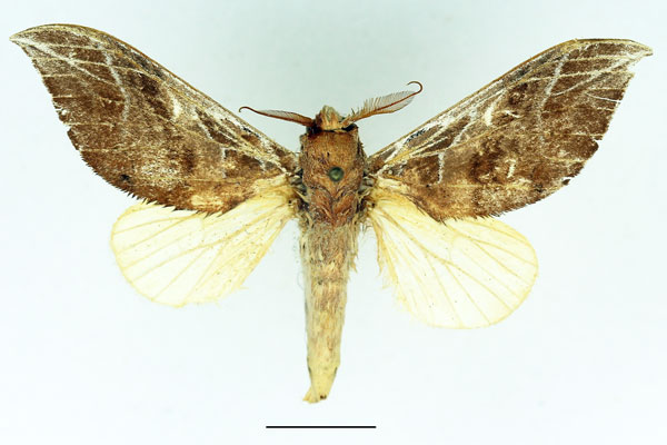 /filer/webapps/moths/media/images/A/argyrosticta_Brachychira_AM_Basquin_02.jpg