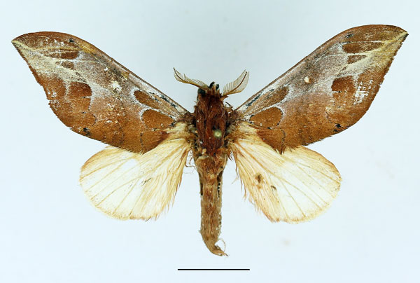 /filer/webapps/moths/media/images/A/argyrosticta_Brachychira_AM_Basquin_03.jpg
