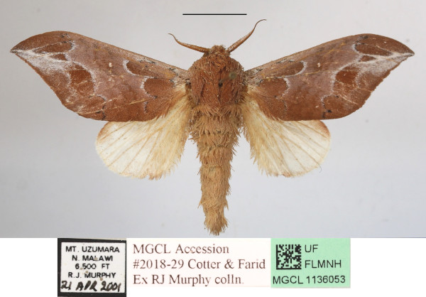 /filer/webapps/moths/media/images/A/argyrosticta_Brachychira_A_MGCL_01.JPG