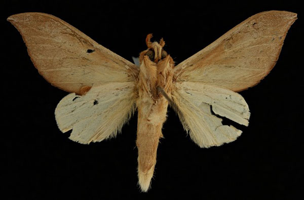 /filer/webapps/moths/media/images/A/argyrosticta_Brachychira_HT_RBINSb.jpg