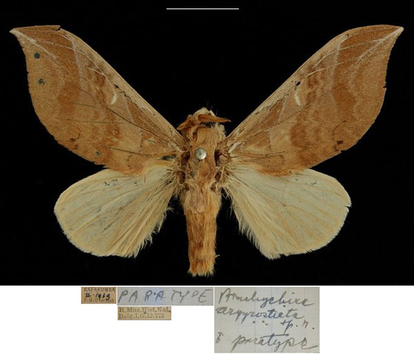 /filer/webapps/moths/media/images/A/argyrosticta_Brachychira_PTM_RBINSa.jpg
