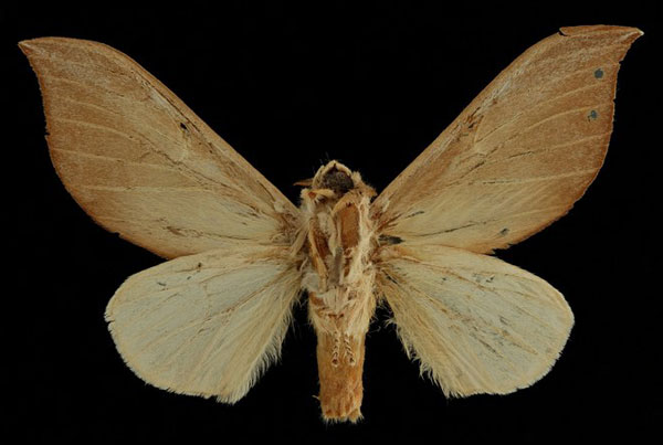 /filer/webapps/moths/media/images/A/argyrosticta_Brachychira_PTM_RBINSb.jpg