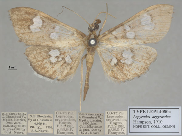 /filer/webapps/moths/media/images/A/argyrosticta_Lepyrodes_ST_OUMNH_01.jpg