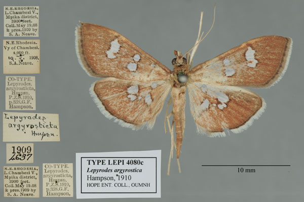 /filer/webapps/moths/media/images/A/argyrosticta_Lepyrodes_ST_OUMNH_02.jpg