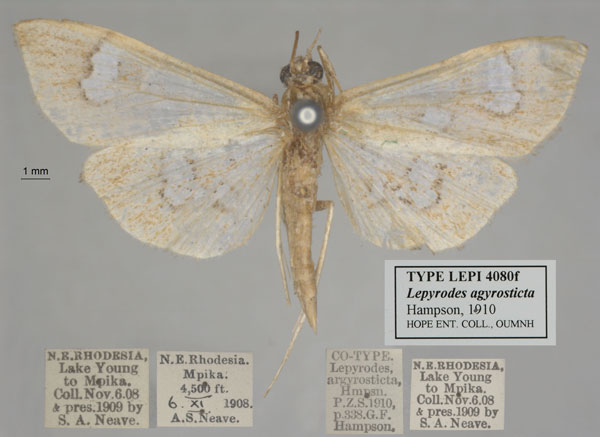 /filer/webapps/moths/media/images/A/argyrosticta_Lepyrodes_ST_OUMNH_03.jpg