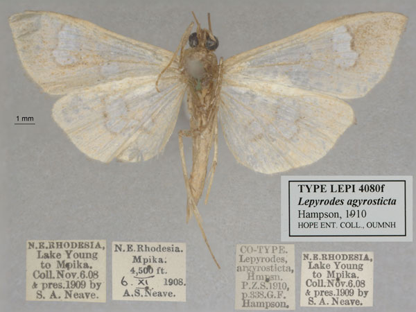 /filer/webapps/moths/media/images/A/argyrosticta_Lepyrodes_ST_OUMNH_04.jpg