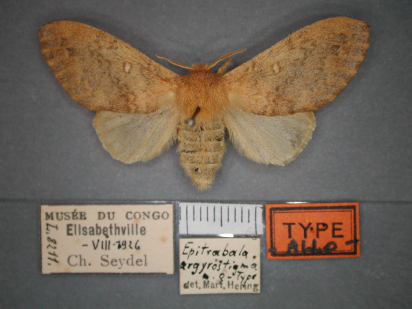 /filer/webapps/moths/media/images/A/argyrostigma_Epitrabala_AT_RMCA_01.jpg