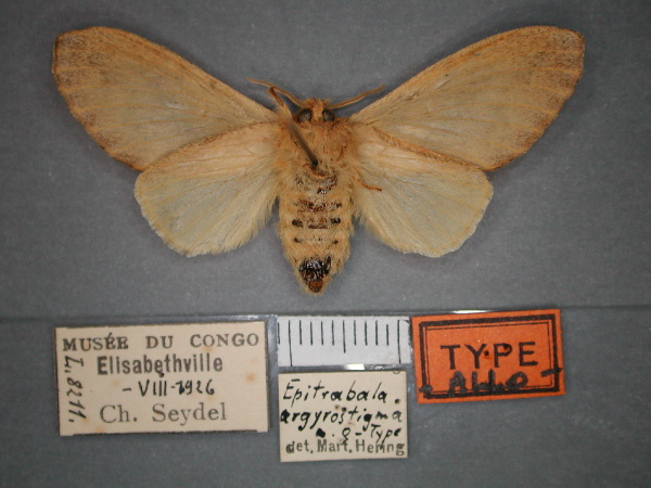/filer/webapps/moths/media/images/A/argyrostigma_Epitrabala_AT_RMCA_02.jpg