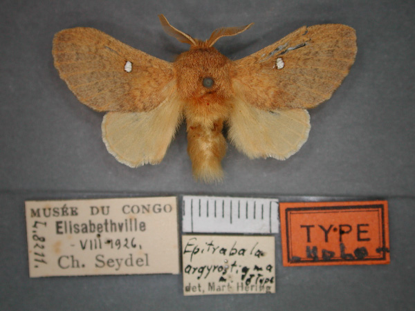 /filer/webapps/moths/media/images/A/argyrostigma_Epitrabala_HT_RMCA_01.jpg