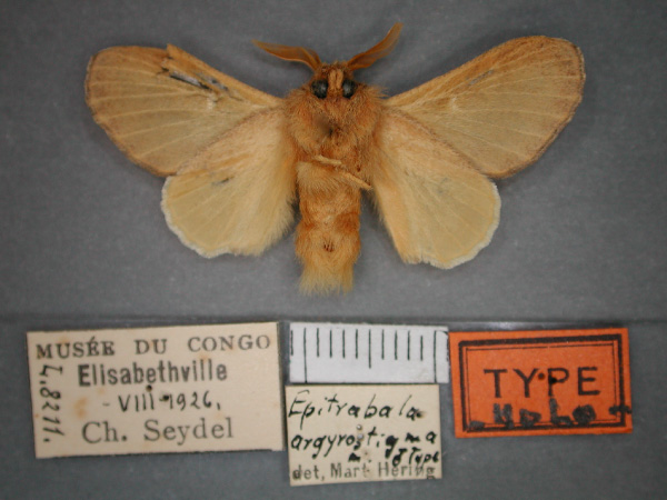 /filer/webapps/moths/media/images/A/argyrostigma_Epitrabala_HT_RMCA_02.jpg