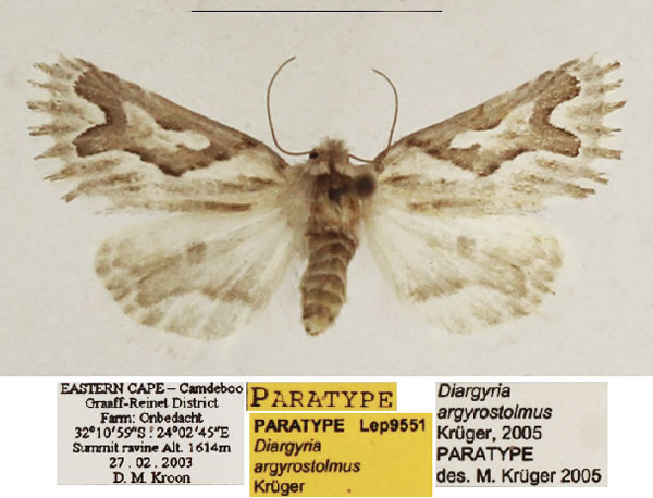 /filer/webapps/moths/media/images/A/argyrostolmus_Diargyria_PTF_TMSA_01.jpg