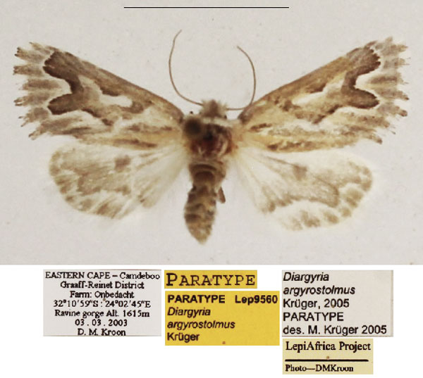 /filer/webapps/moths/media/images/A/argyrostolmus_Diargyria_PTF_TMSA_02.jpg