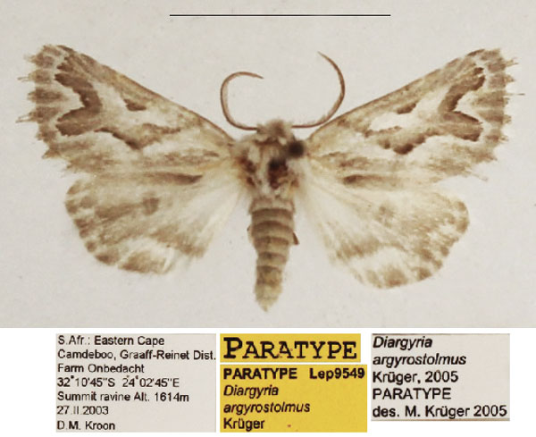/filer/webapps/moths/media/images/A/argyrostolmus_Diargyria_PTM_TMSA_01.jpg