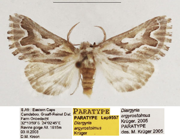 /filer/webapps/moths/media/images/A/argyrostolmus_Diargyria_PTM_TMSA_02.jpg