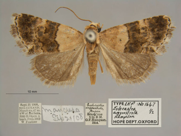 /filer/webapps/moths/media/images/A/argyrostrota_Eulocastra_PT_OUMNHa_01.jpg