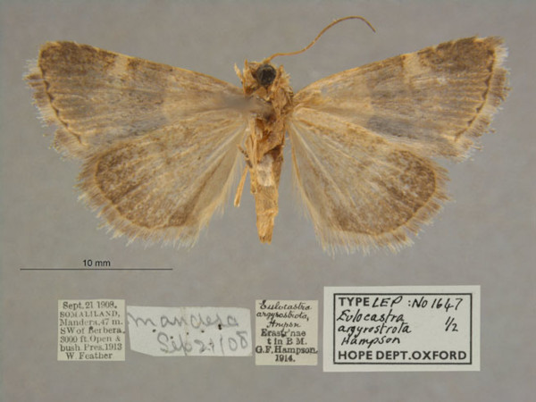 /filer/webapps/moths/media/images/A/argyrostrota_Eulocastra_PT_OUMNHb_01.jpg