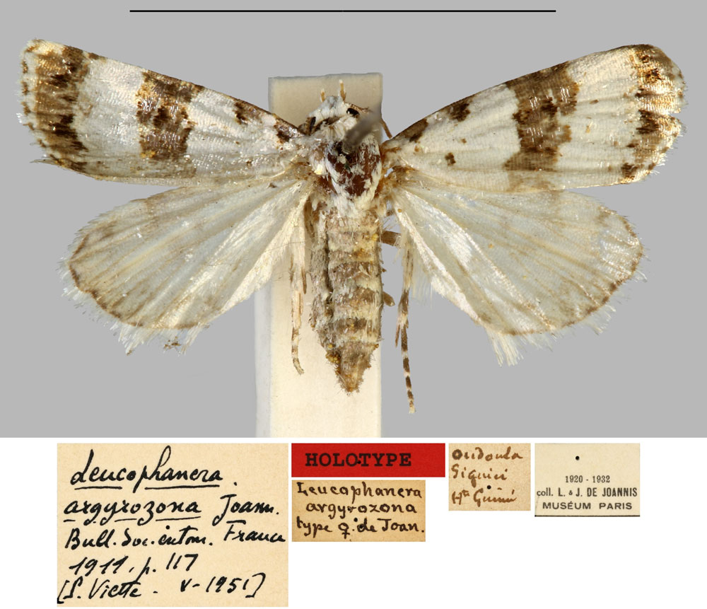 /filer/webapps/moths/media/images/A/argyrozona_Leucophanera_HT_MNHN.jpg