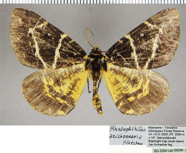 /filer/webapps/moths/media/images/A/arichannaria_Rhodophthitus_AM_ZSMa.jpg