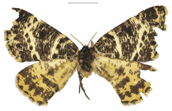 /filer/webapps/moths/media/images/A/arichannaria_Rhodophthitus_PTF_NHMUK.jpg