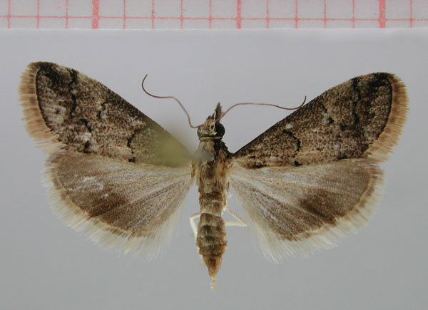 /filer/webapps/moths/media/images/A/arida_Autocharis_PT_ZMHB.jpg